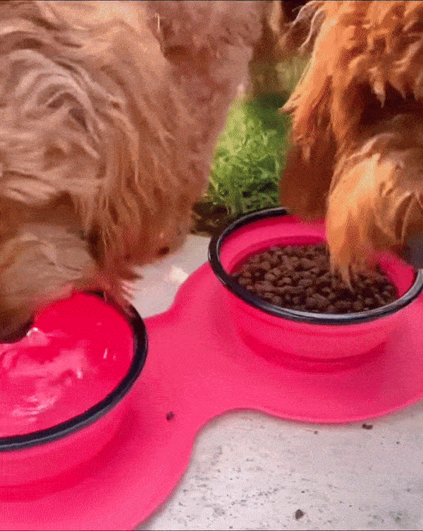 gif dogs drinking water from travel feeder
